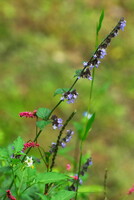 秋の野の花