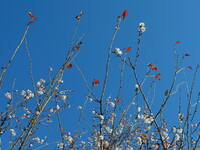 桜と紅葉