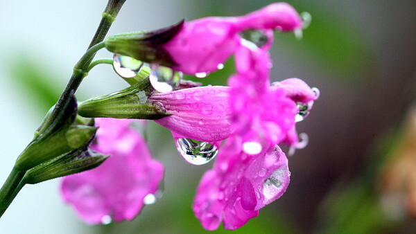 【初夏】ピンク花に雨露