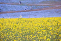 菜の花