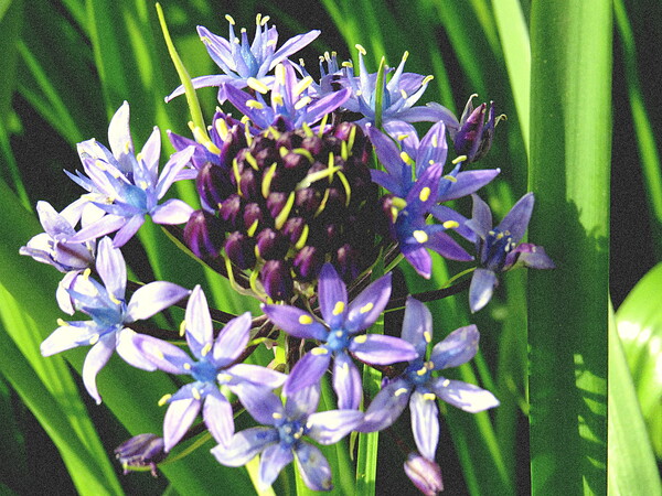 ブルーの花　シラーべルビアナ