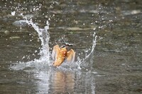 カワセミ　小魚ゲット