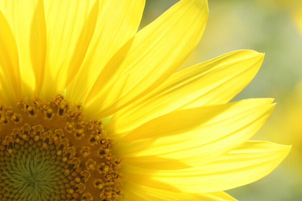 太陽の花・・・