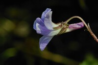 Viola grypoceras