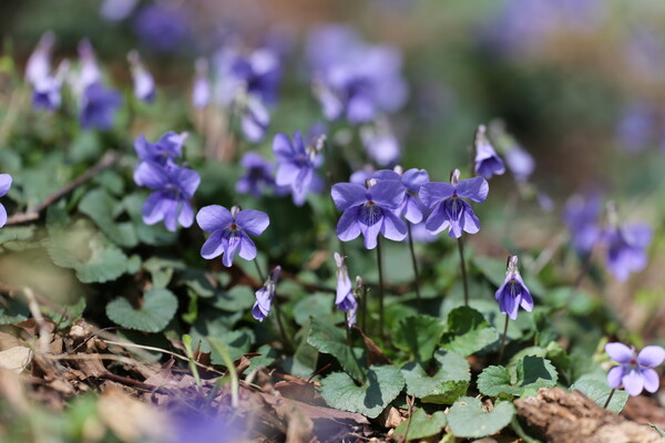 薄紫の春