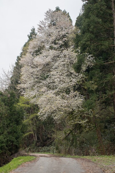 超遅咲き野生の山桜。