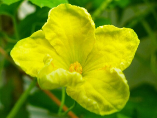 【暑】Summer Yellow Flowers　２