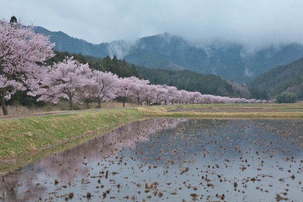桜色の帯２