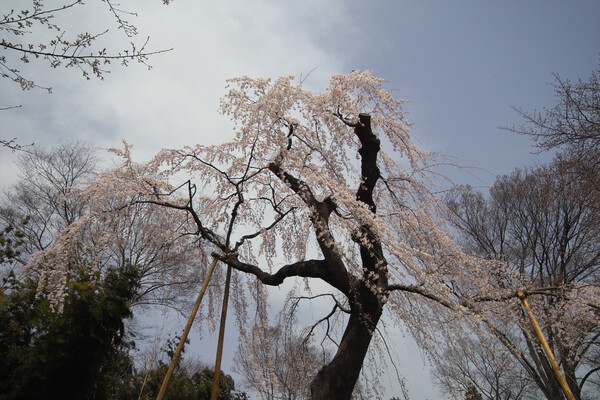 風が吹き、雲が流れ、桜揺れる