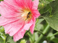 花の中の蜂