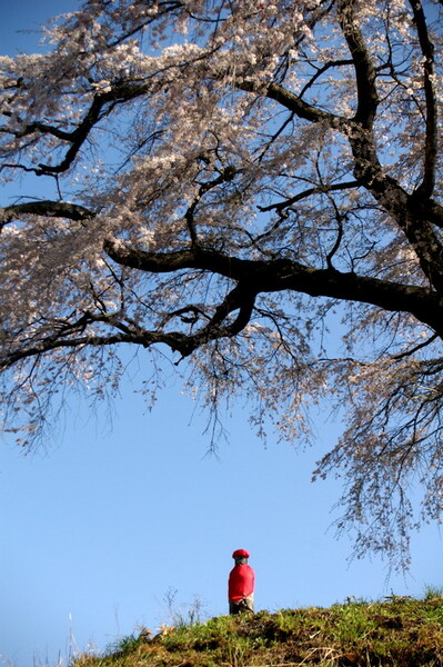 桜をめぐる冒険　＃７　