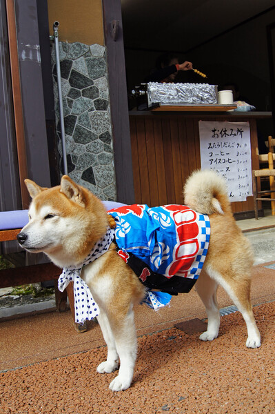 【日本】 祭犬