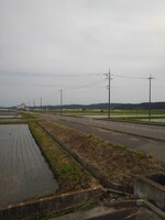 水田沿いの道路