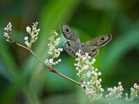 【元気】草むらの蛇の目蝶