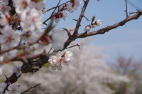 背景は桜