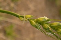 麦の花と、、、蜘蛛