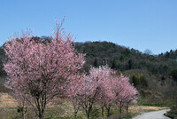 【おだやかに・・・春】里山の若桜
