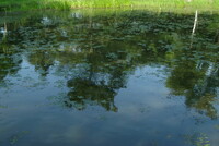ヒシの葉浮く池