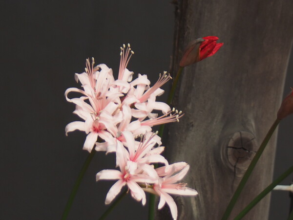 リコリス　色違い