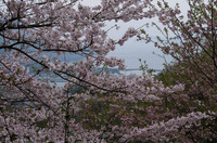 桜と海峡