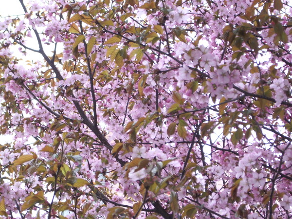 桜のドアップゥ〜♪