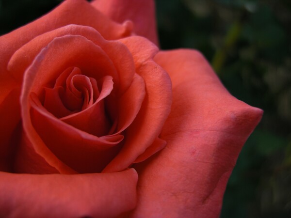紅のバラ