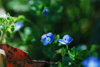 野の花／オオイヌノフグリ