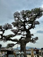 老木