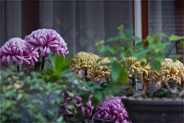 【今年の一枚】庭の菊模様