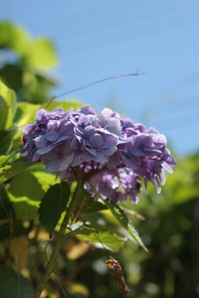 ８月の紫陽花１