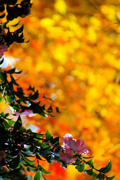 櫻山公園の紅葉（３）