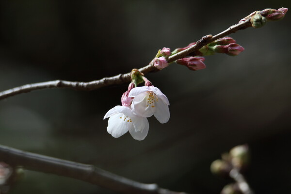 日本一の桜