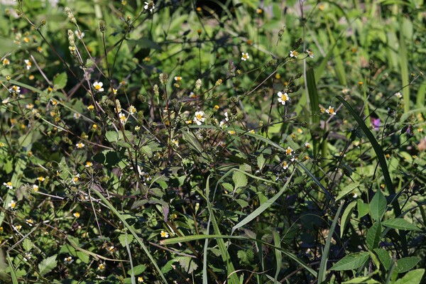 秋の花（その４）シロノセンダングサ