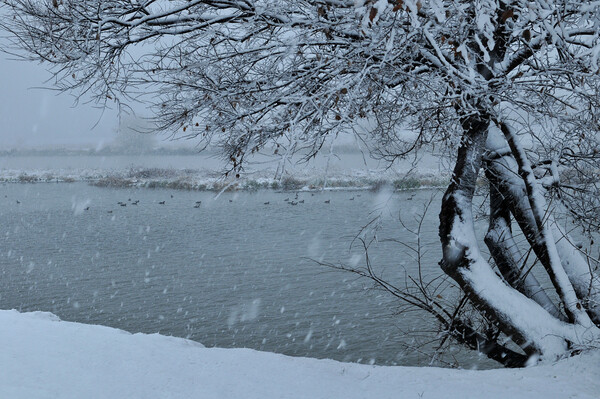 雪の川面