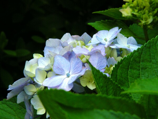 玉紫陽花