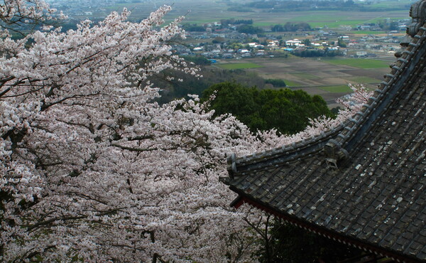 桜と下界の眺望
