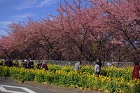 【春景】河津桜