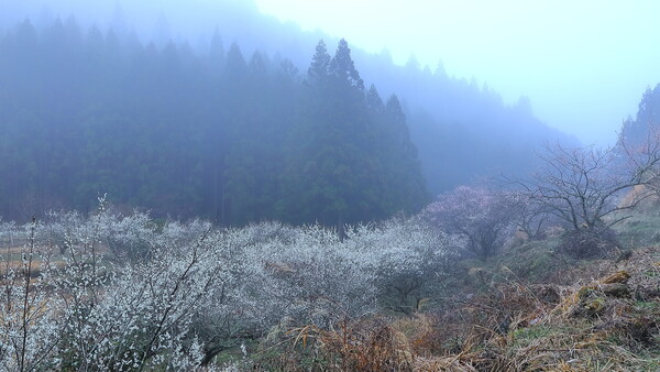 梅の花を撮りに