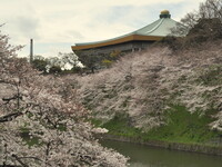 【桜】桜と日本武道館