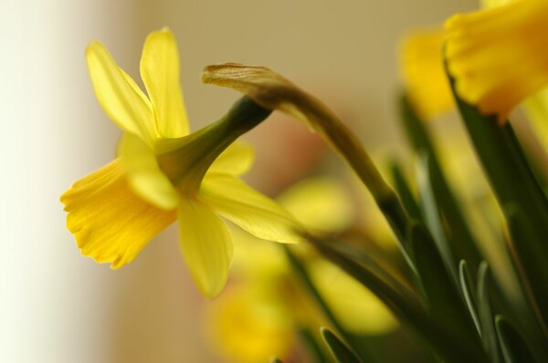 春は黄色から