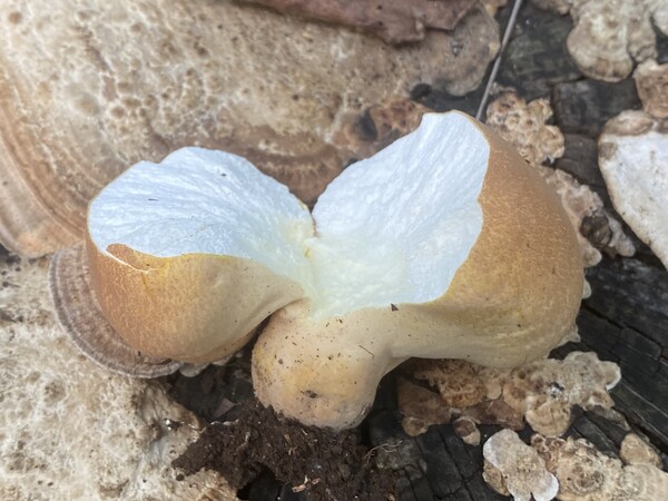 食欲の秋