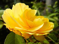 黄色いミニバミニバラを