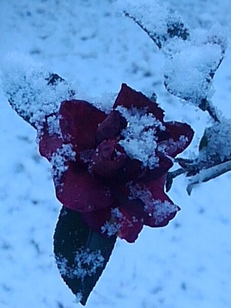 サザンカと雪