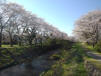 桜に挟まれた川の景色