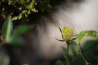 ミニバラ開花
