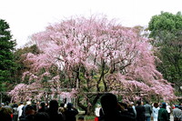 今日の六義園枝垂桜