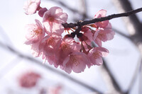 初撮り　桜