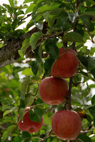 信州飯田のリンゴ