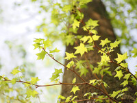 Let it green