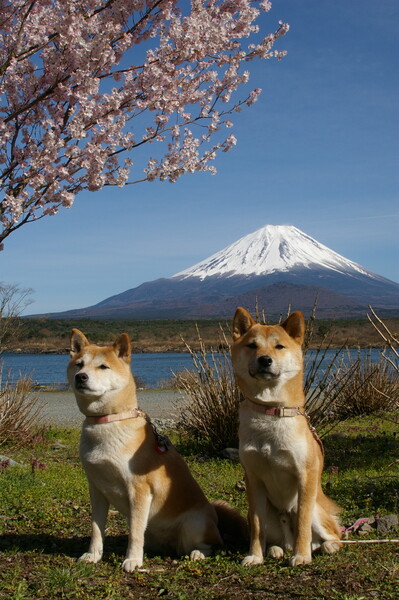 愛犬と富士山と・・・